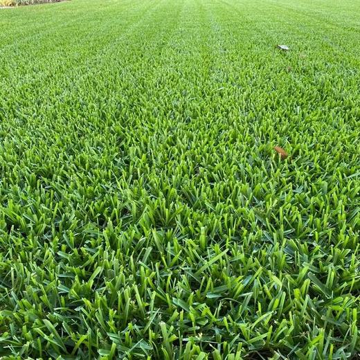 Healthier Lawn