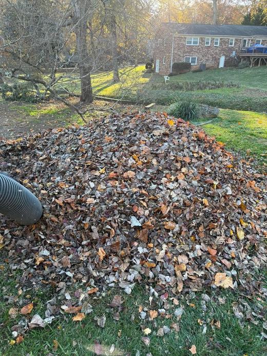 Leaf Removal