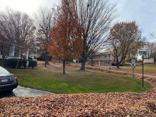 Leaf Removal