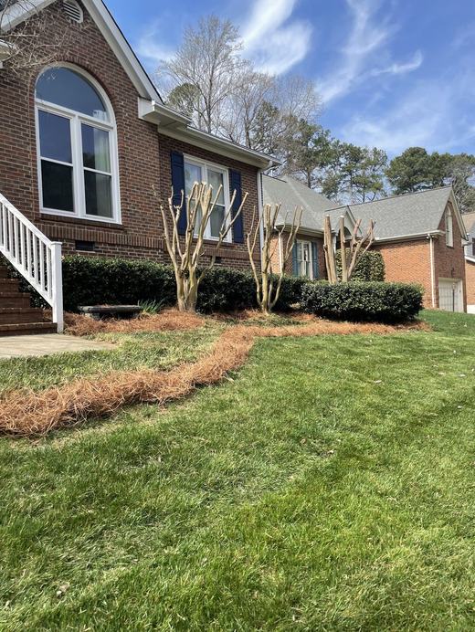Crape myrtle pruning cleanup