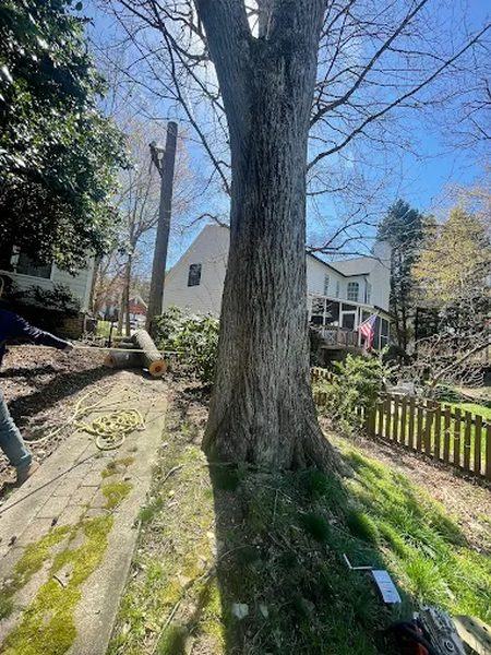 Tree Services recent job
