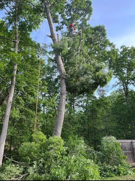 Tree Removal