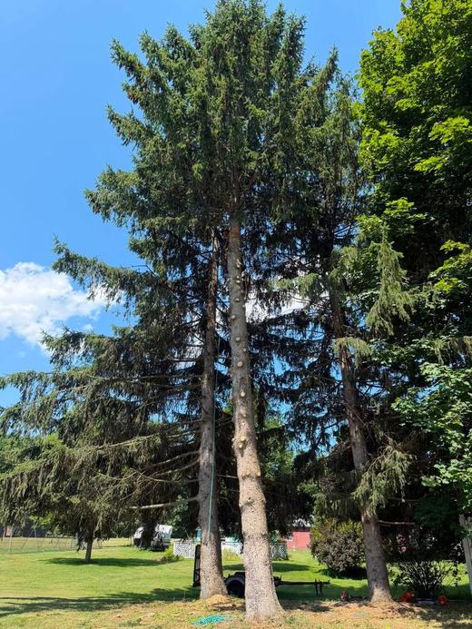 Tree Services