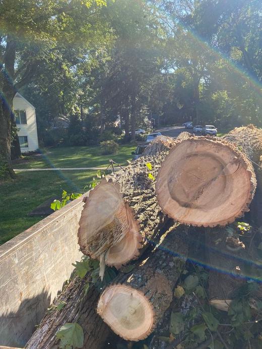 Tree Services recent job