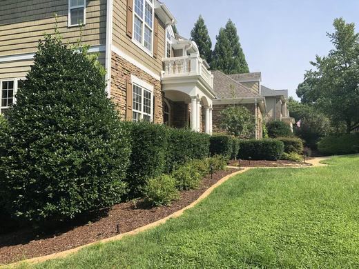 Hedge Trim & Lawn Cleanup before